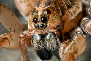 Wolf Spider Portrait